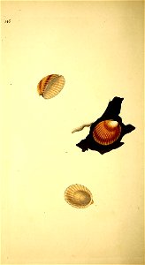 n15_w1150