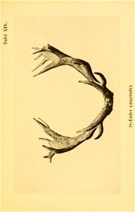 n54_w1150