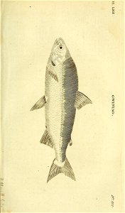 n454_w1150
