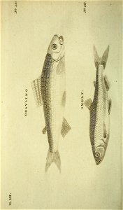 n447_w1150