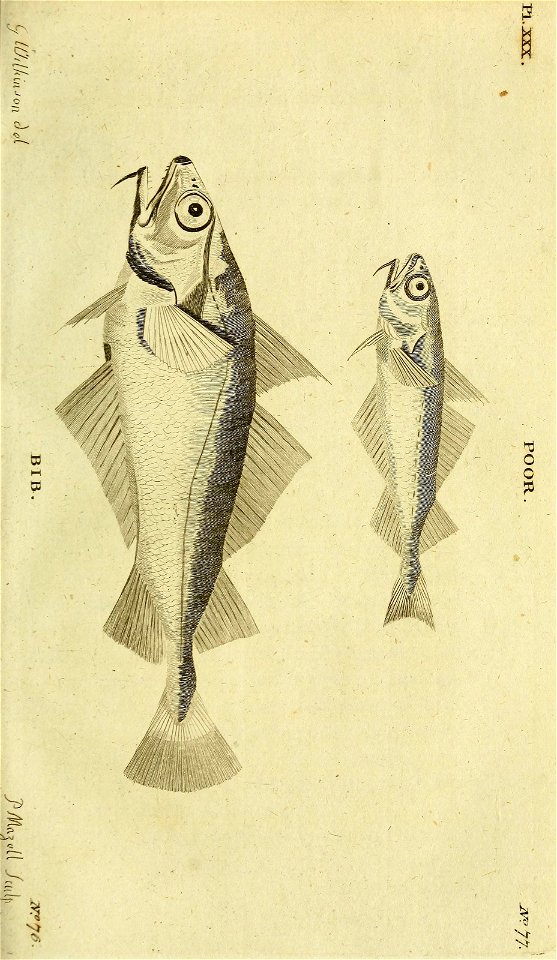 n258_w1150