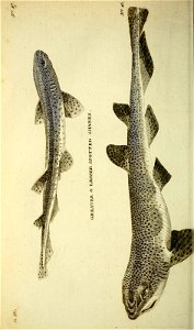 n159_w1150
