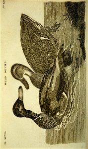 n255_w1150
