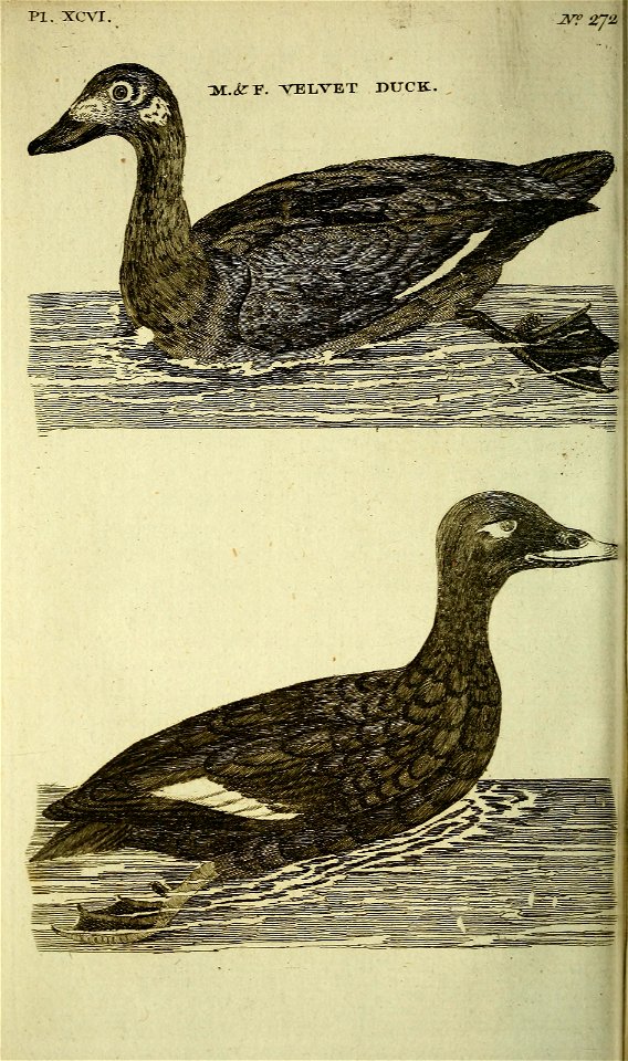 n245_w1150