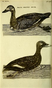 n245_w1150