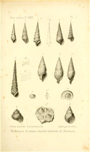 n236_w1150