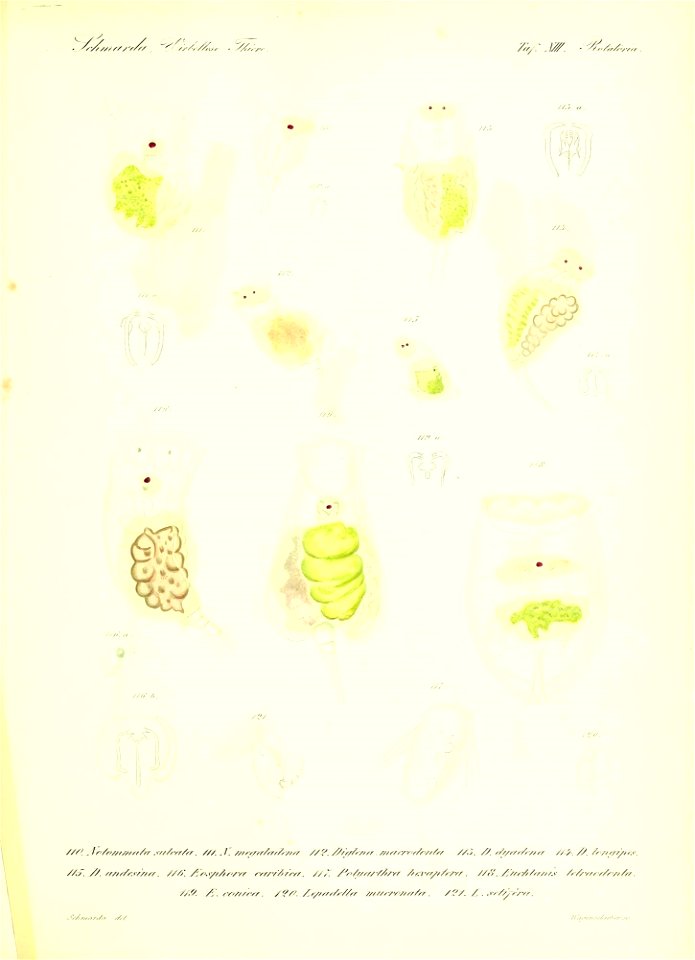 n118_w1150