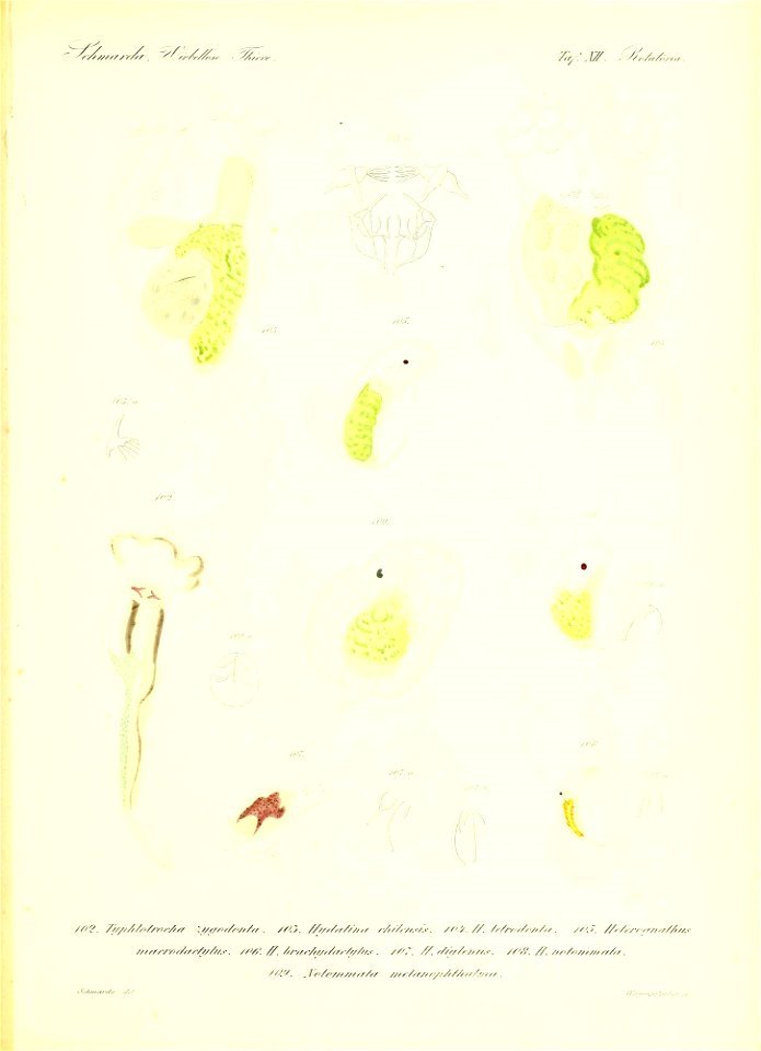 n116_w1150