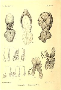 n175_w1150