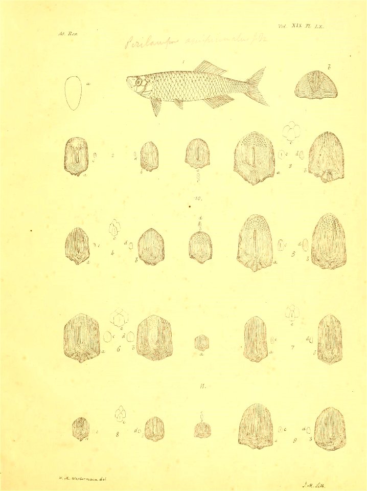 n288_w1150