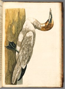 n394_w1150