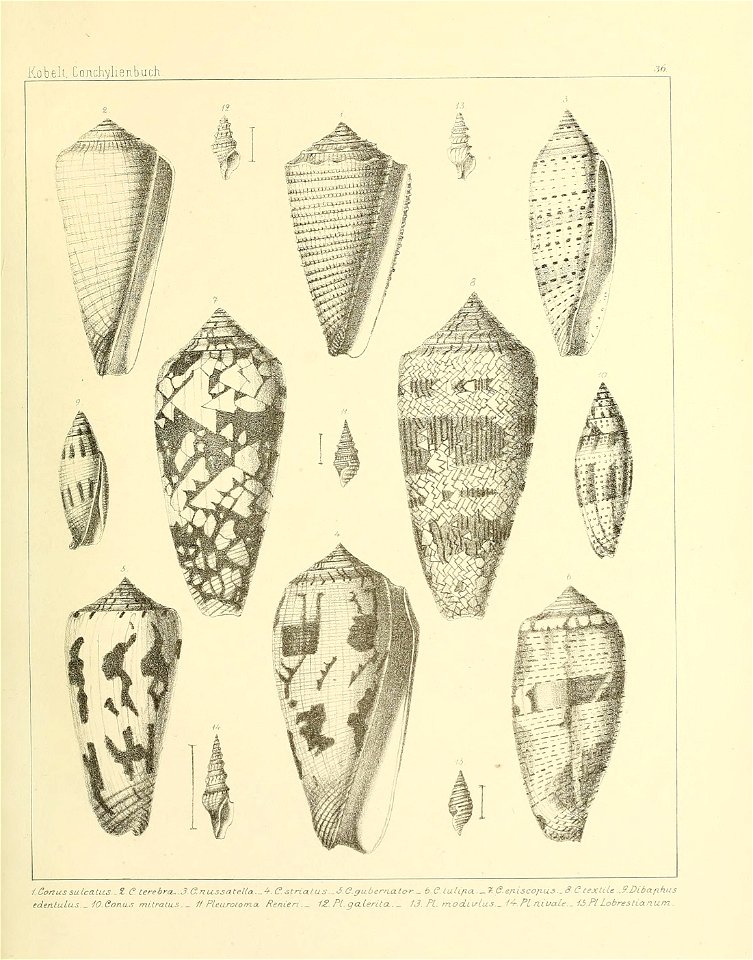 n236_w1150