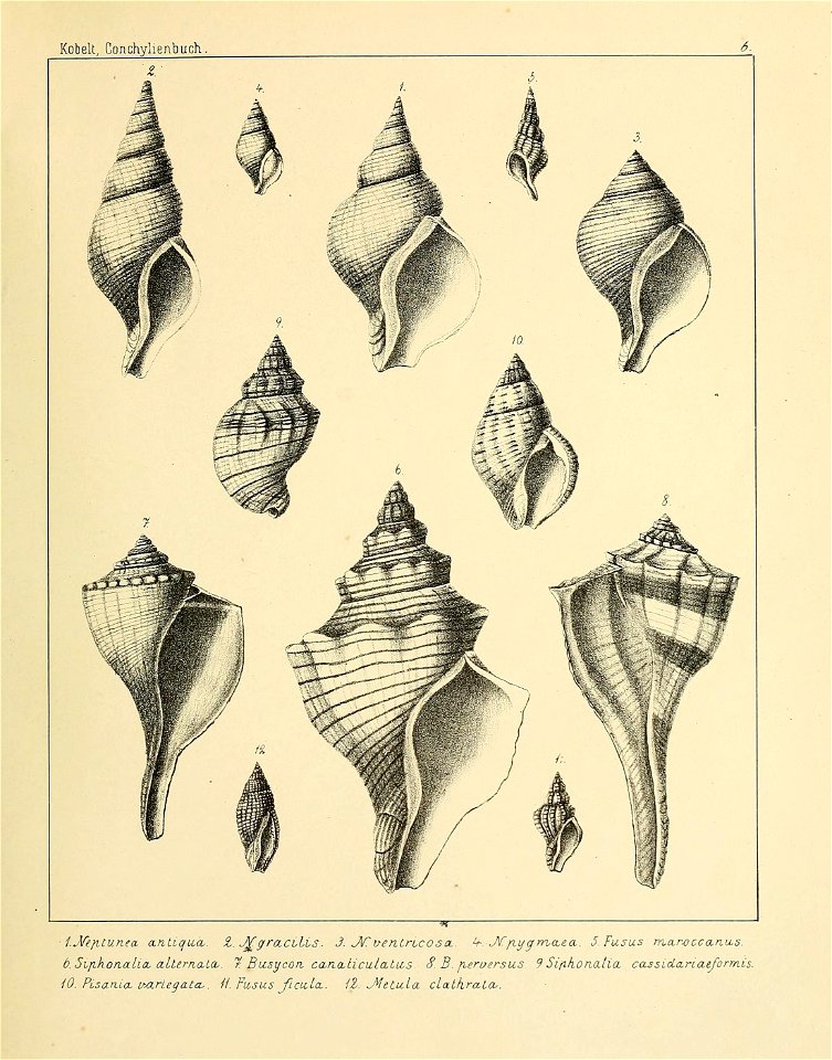 n176_w1150