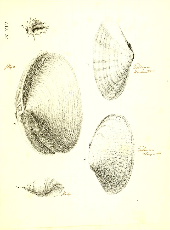 n246_w1150