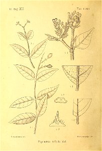 n461_w1150