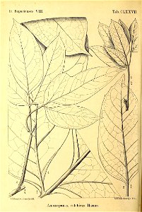 n433_w1150