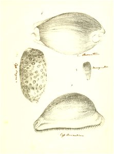 n238_w1150