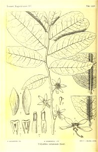n369_w1150