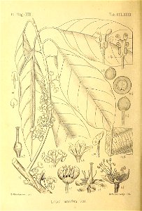 n375_w1150