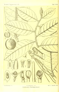 n335_w1150