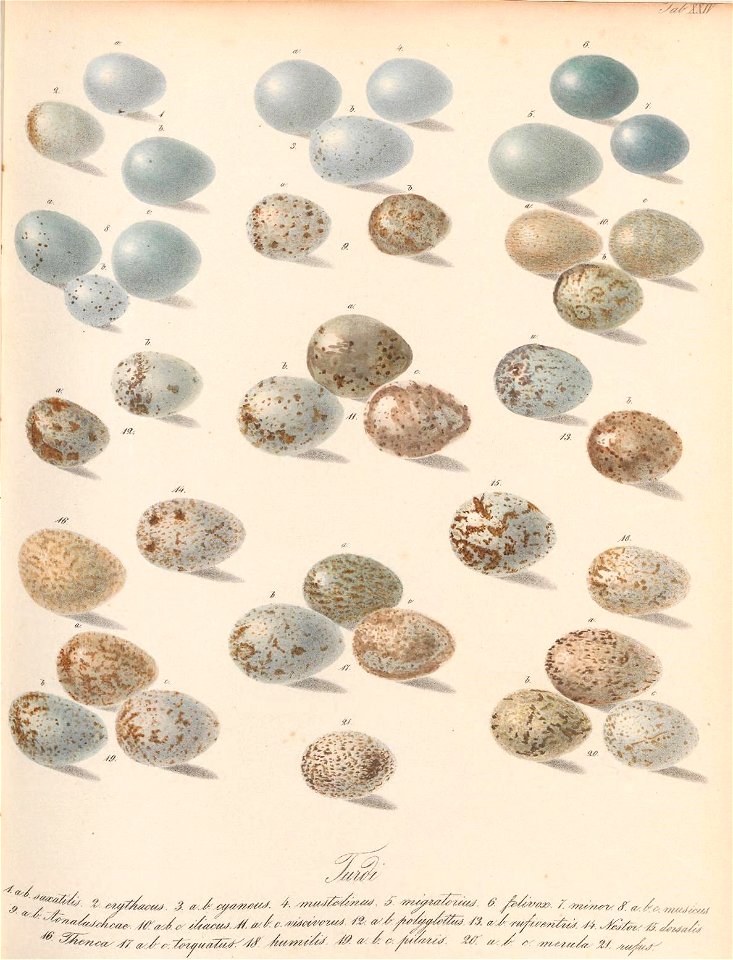 n52_w1150