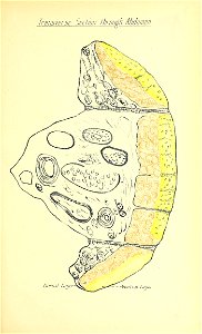 n96_w1150