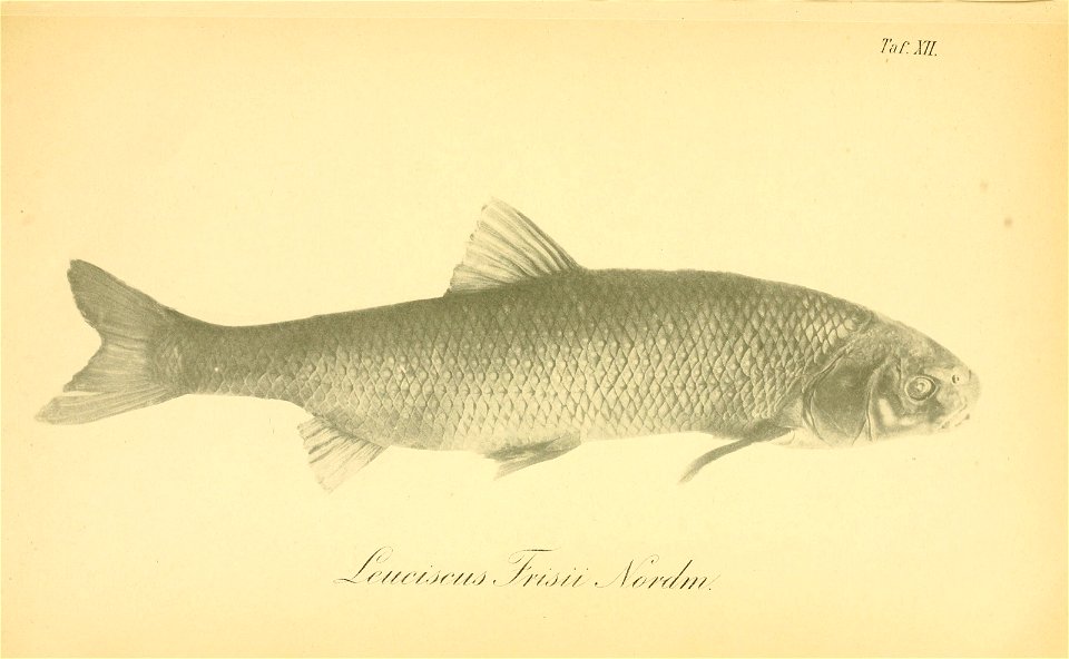 n212_w1150