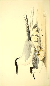 n159_w1150