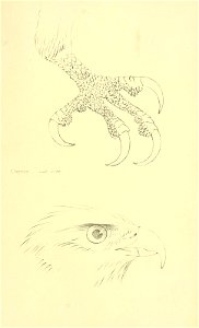 n350_w1150