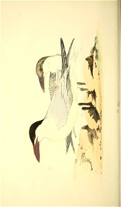 n135_w1150