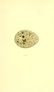 n246_w1150