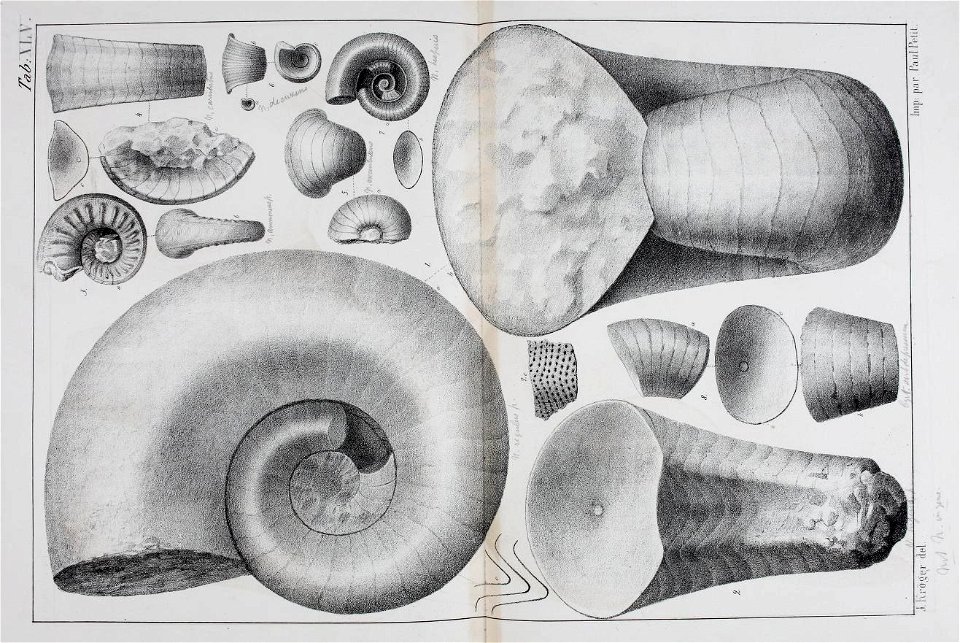 n126_w1150