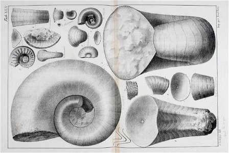 n126_w1150