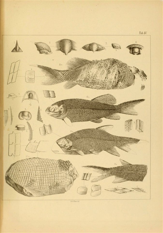 n150_w1150