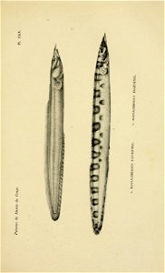n616_w1150