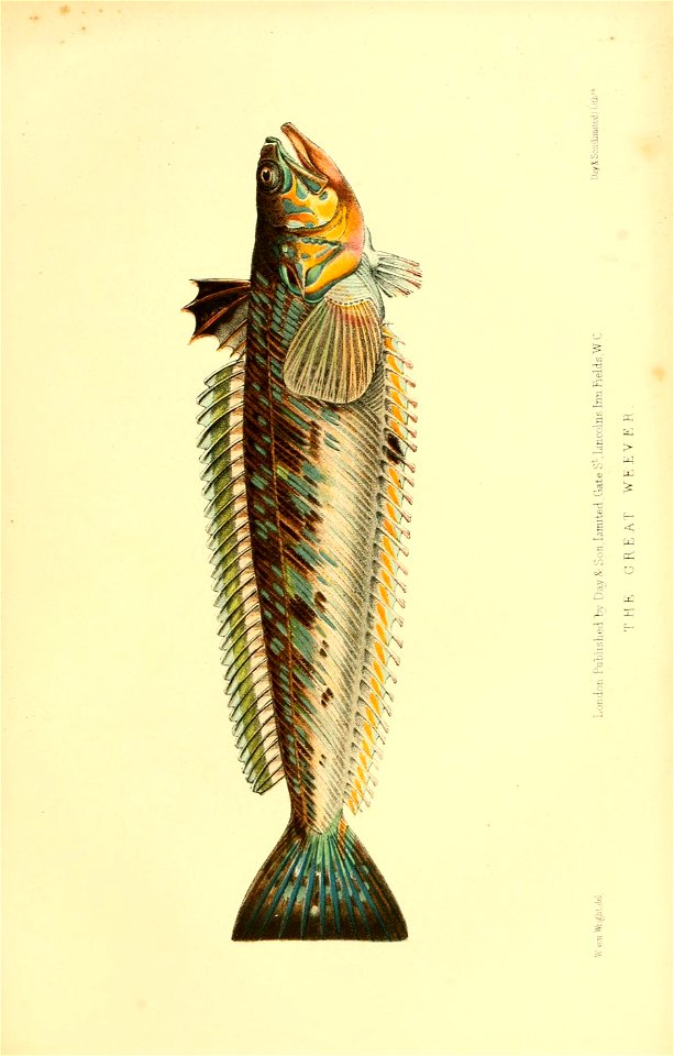 n578_w1150