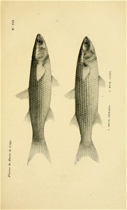 n462_w1150