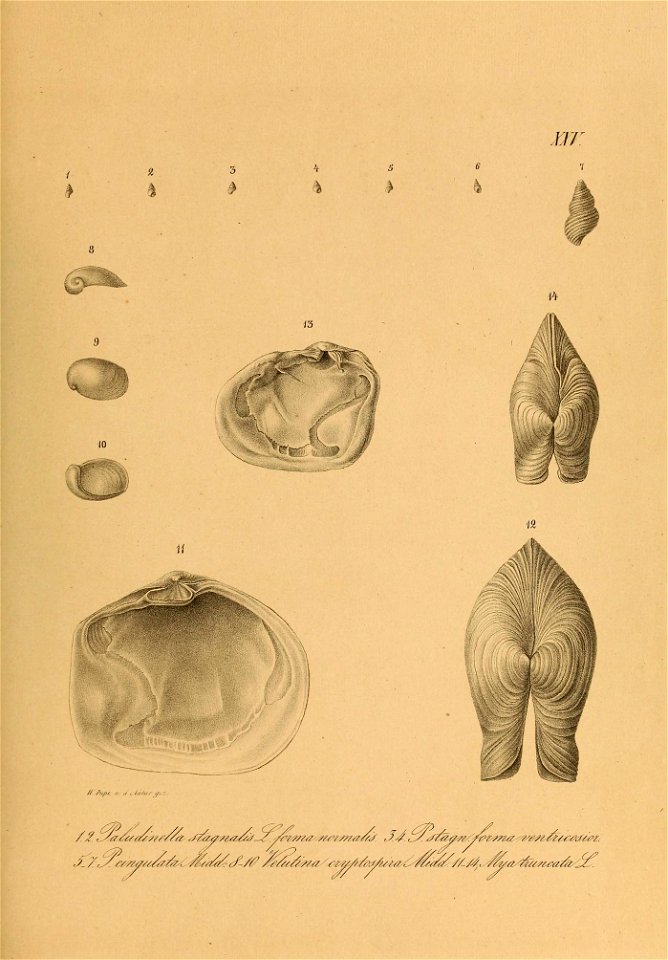 n584_w1150