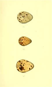 n116_w1150