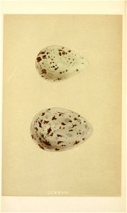 n397_w1150
