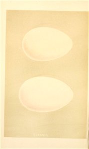 n135_w1150