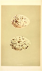 n385_w1150