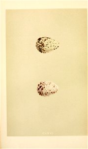 n33_w1150