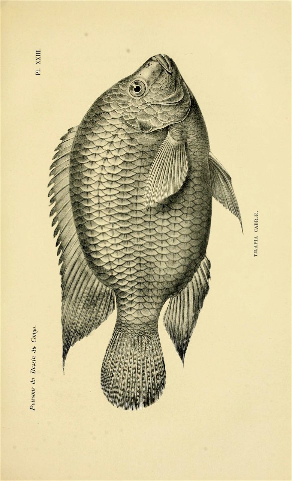 n590_w1150