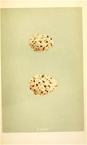 n336_w1150