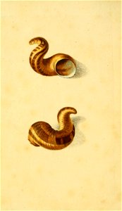 n586_w1150