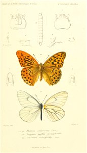 n826_w1150