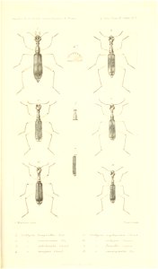 n890_w1150