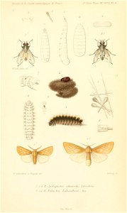 n868_w1150