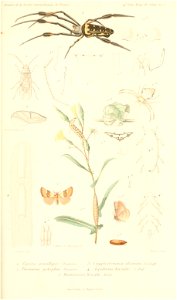 n886_w1150
